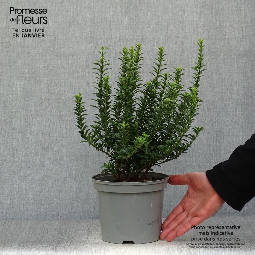 Example of Euonymus japonicus Microphyllus  - Fusain du Japon Pot van 2 l/3 l as you get in hiver