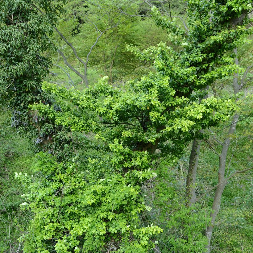 Euonymus japonicus Microphyllus - Japanse kardinaalsmuts (Plant habit)