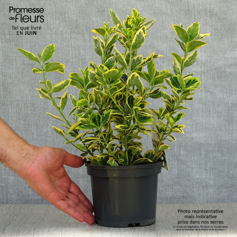 Exemplaar van Euonymus japonicus Ovatus Aureus - Japanse kardinaalsmuts Pot van 2 l/3 l zoals geleverd in de zomer