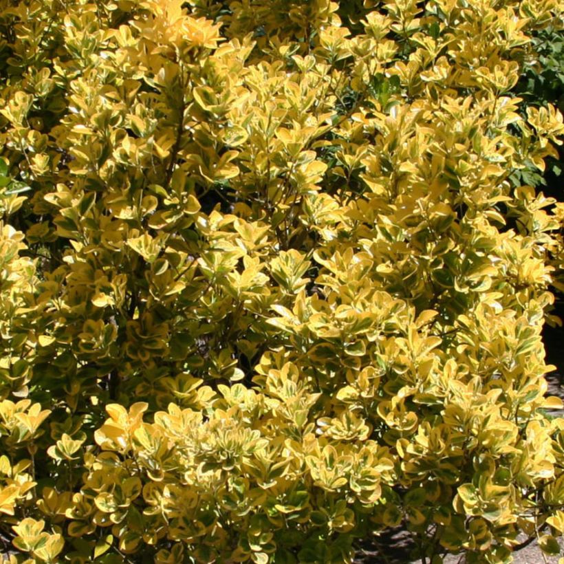 Euonymus japonicus Ovatus Aureus - Japanse kardinaalsmuts (Foliage)