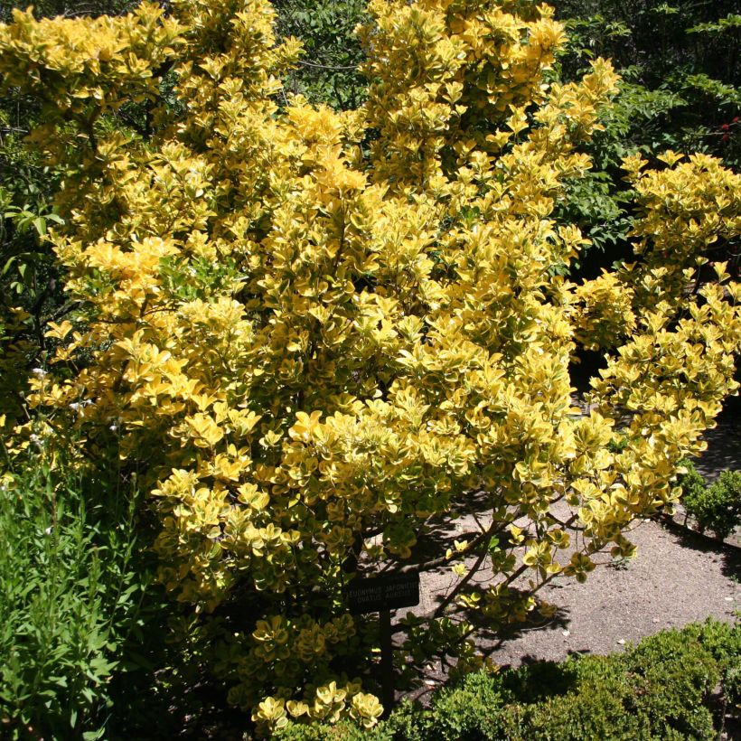 Euonymus japonicus Ovatus Aureus - Japanse kardinaalsmuts (Plant habit)