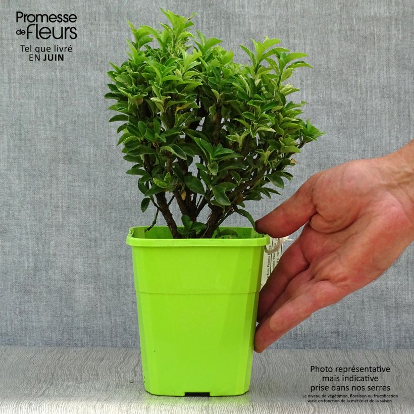 Exemplaar van Euonymus japonicus Paloma Blanca - Japanse kardinaalsmuts Pot van 1,5 l/2 l zoals geleverd in de zomer