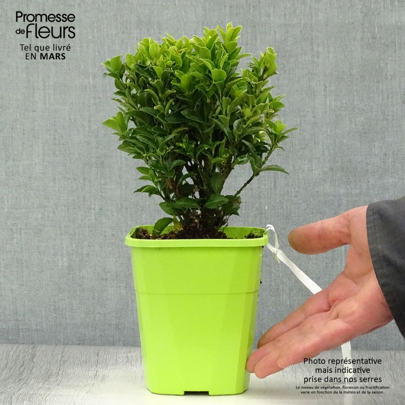 Exemplaar van Euonymus japonicus Paloma Blanca - Japanse kardinaalsmuts Pot van 1,5 l/2 l zoals geleverd in de lente