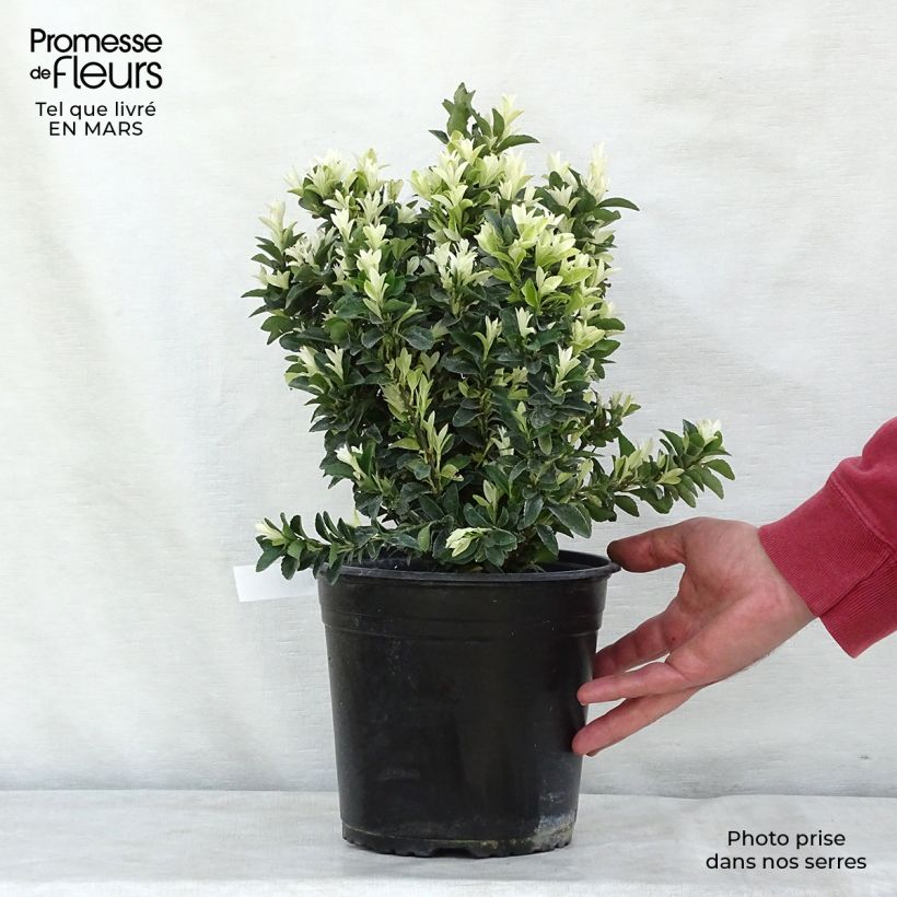 Example of Euonymus japonicus Paloma Blanca - Japanse kardinaalsmuts Pot van 3 l/4 l as you get in hiver