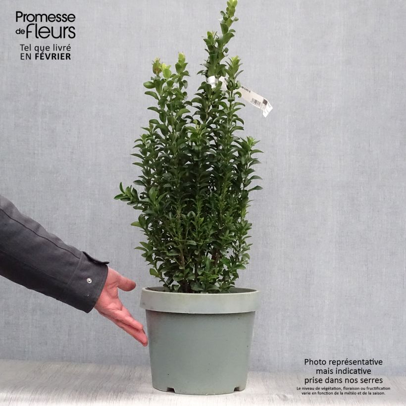 Example of Euonymus japonicus Paloma Blanca - Japanse kardinaalsmuts Pot van 7,5 l/10 l as you get in hiver