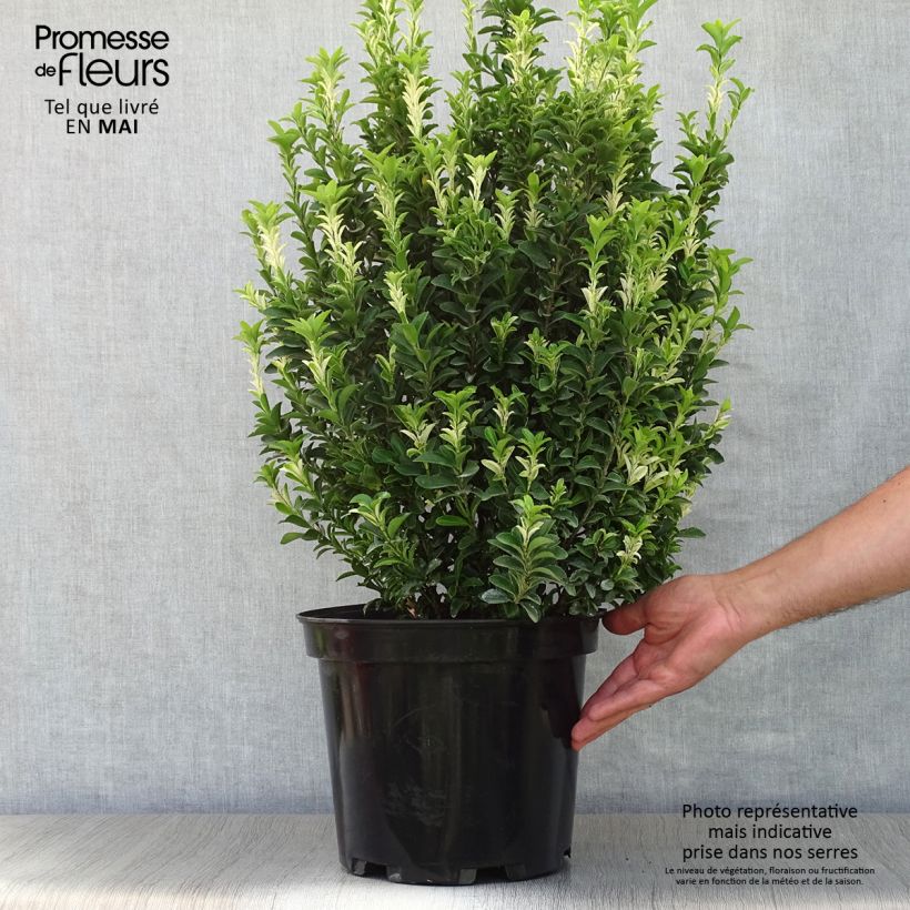 Exemplaar van Euonymus japonicus Paloma Blanca - Japanse kardinaalsmuts Pot van 7,5 l/10 l zoals geleverd in de lente
