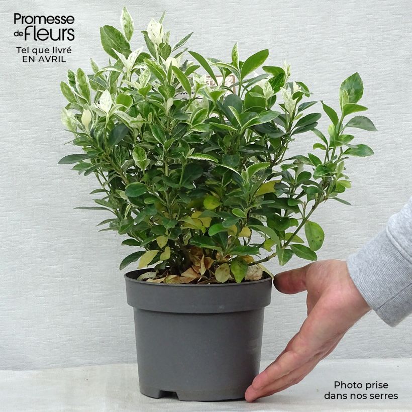 Exemplaar van Euonymus japonicus Pierrolino - Japanse kardinaalsmuts Pot van 1,5 l/2 l zoals geleverd in de lente