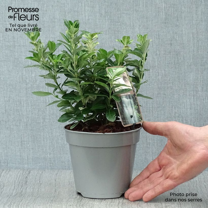 Exemplaar van Euonymus japonicus Pierrolino - Japanse kardinaalsmuts Pot van 1,5 l/2 l zoals geleverd in de herfst