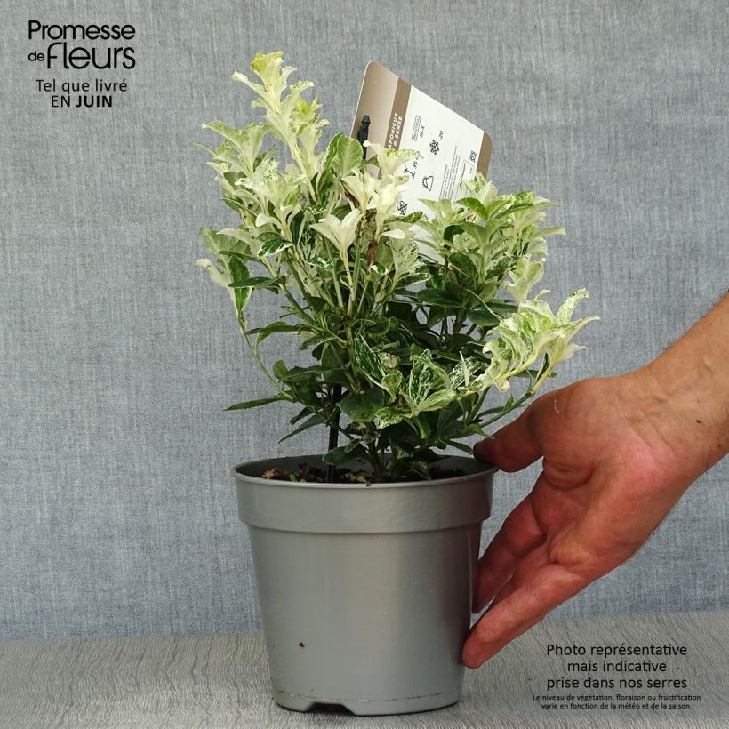 Exemplaar van Euonymus japonicus Pierrolino - Japanse kardinaalsmuts Pot van 1,5 l/2 l zoals geleverd in de zomer