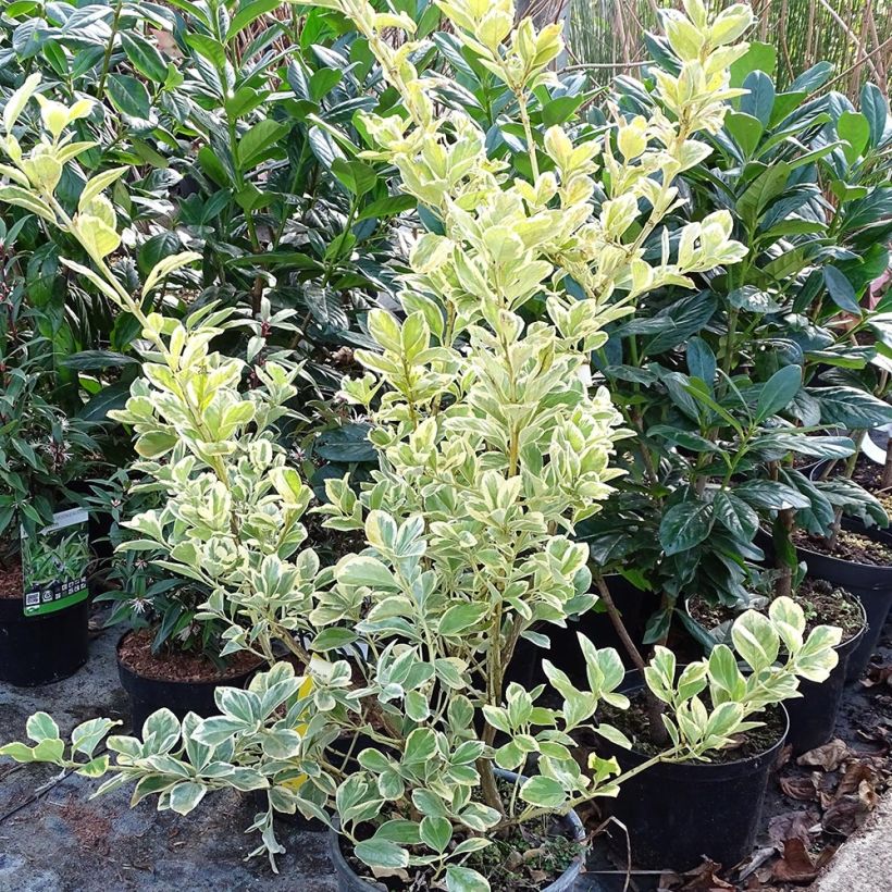 Example of Euonymus japonicus Président Gauthier - Fusain du Japon Pot van 7,5 l/10 l as you get in hiver