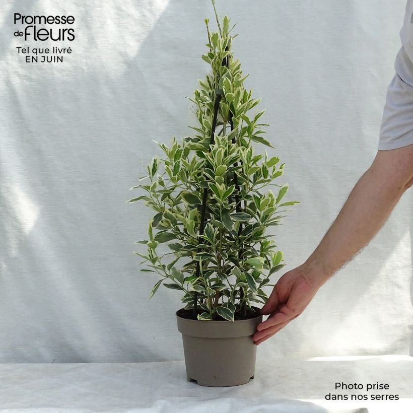 Exemplaar van Euonymus japonicus Président Gauthier - Japanse kardinaalsmuts Pot van 2 l/3 l zoals geleverd in de zomer