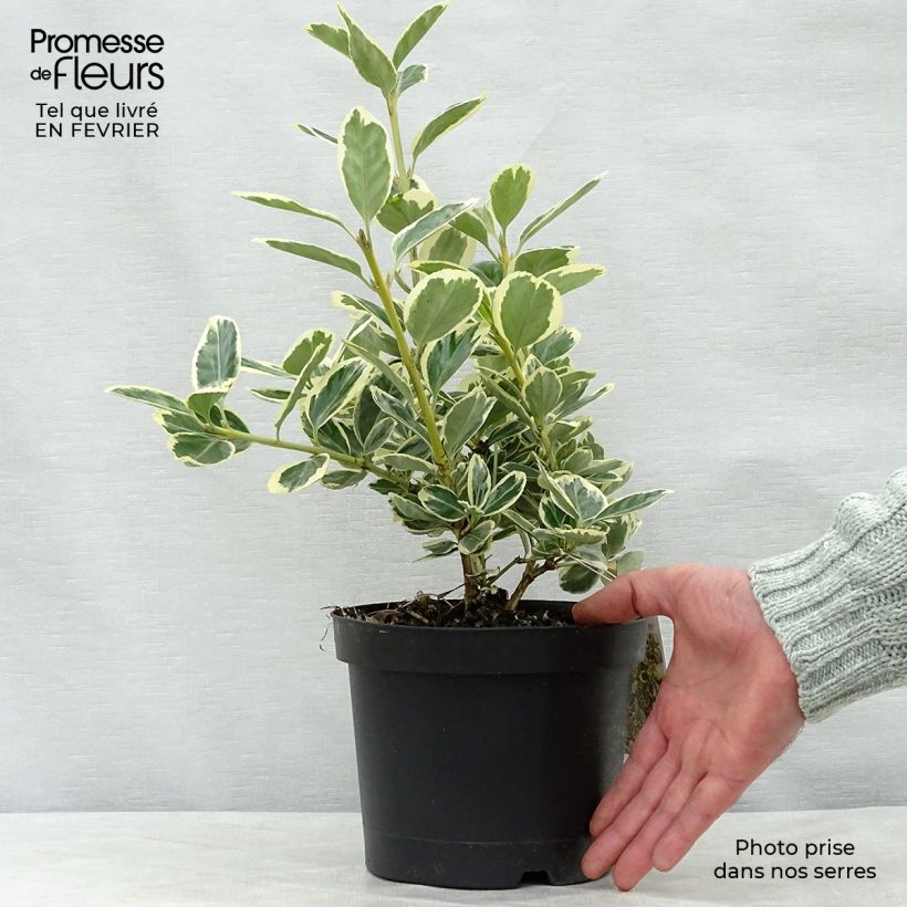 Example of Euonymus japonicus Président Gauthier - Fusain du Japon Pot van 2 l/3 l as you get in hiver