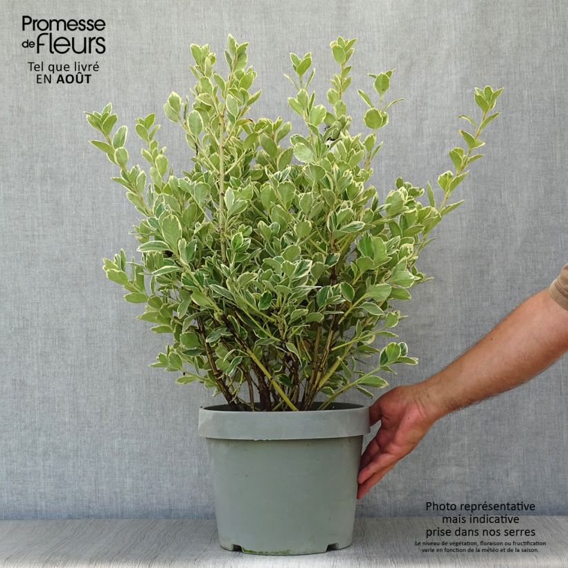 Exemplaar van Euonymus japonicus Président Gauthier - Japanse kardinaalsmuts Pot van 7,5 l/10 l zoals geleverd in de zomer