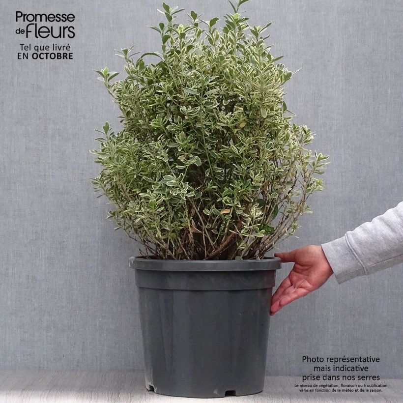 Exemplaar van Euonymus japonicus Suzanne - Japanse kardinaalsmuts Pot van 7,5 l/10 l zoals geleverd in de herfst