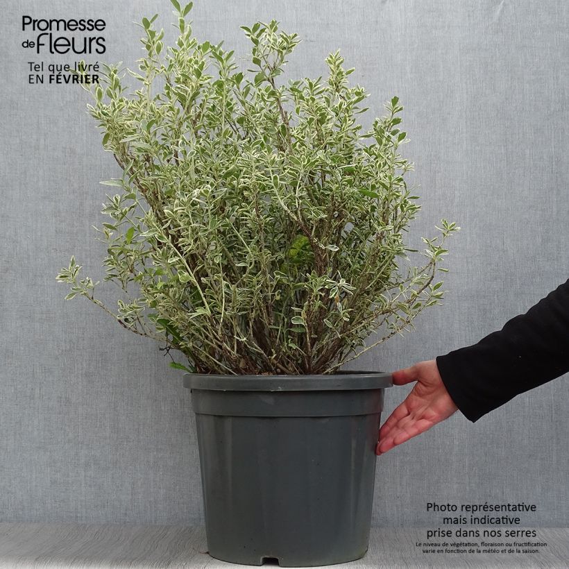 Example of Euonymus japonicus Suzanne - Fusain du Japon Pot van 7,5 l/10 l as you get in hiver