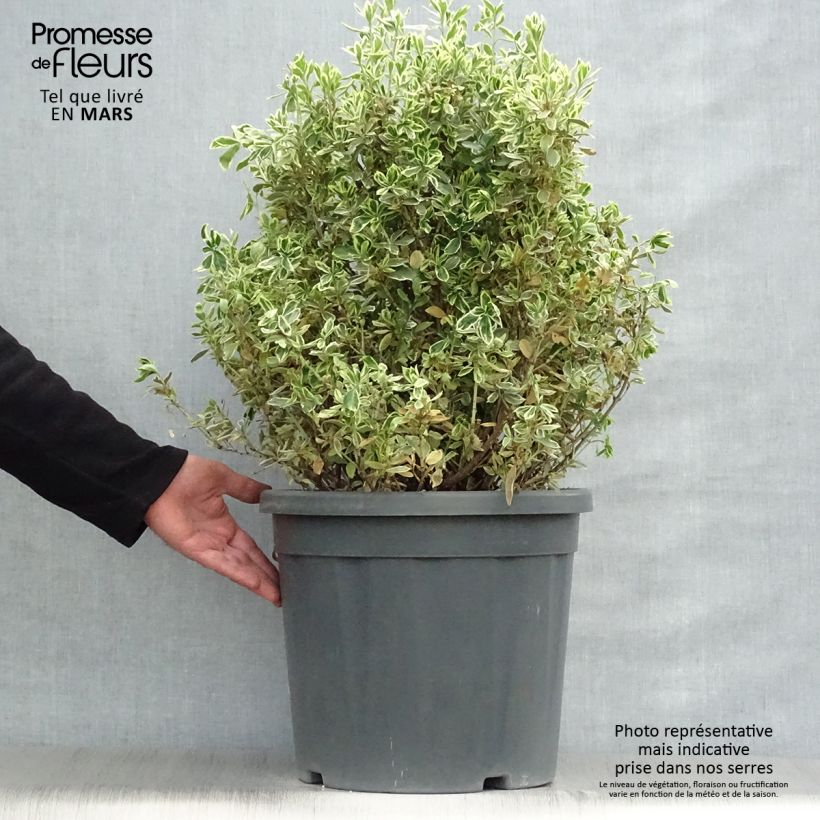 Exemplaar van Euonymus japonicus Suzanne - Japanse kardinaalsmuts Pot van 7,5 l/10 l zoals geleverd in de lente