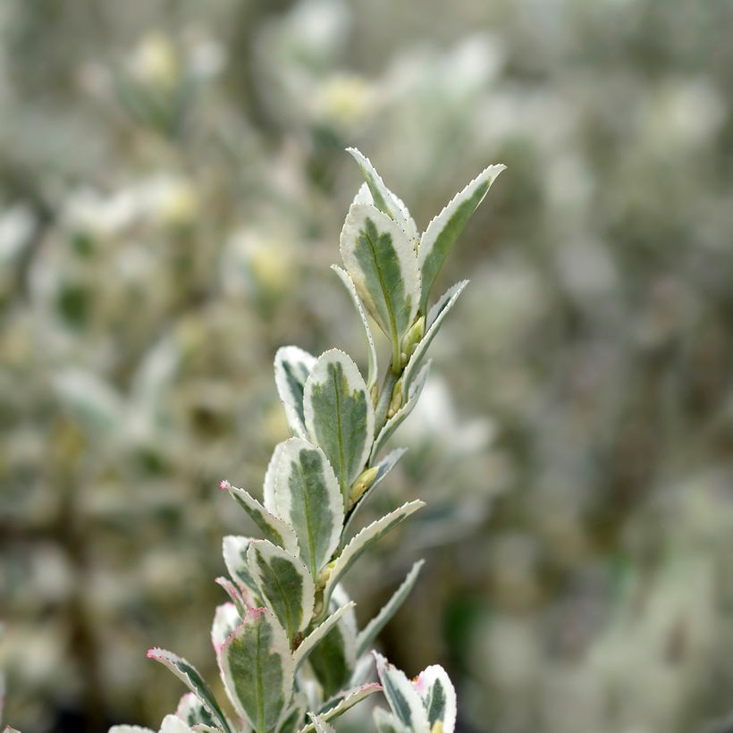 Euonymus japonicus White Spire - Japanse kardinaalsmuts (Foliage)