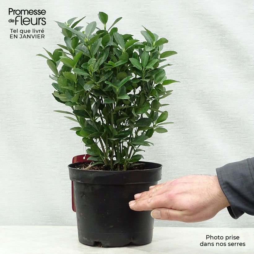 Example of Euonymus japonicus - Fusain du Japon Pot van 2 l/3 l as you get in hiver