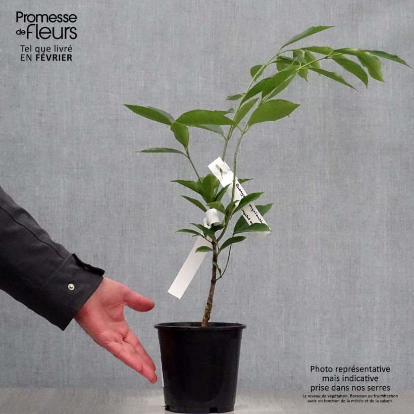 Example of Euonymus myrianthus - Fusain de Chine  Pot van 2 l/3 l as you get in hiver