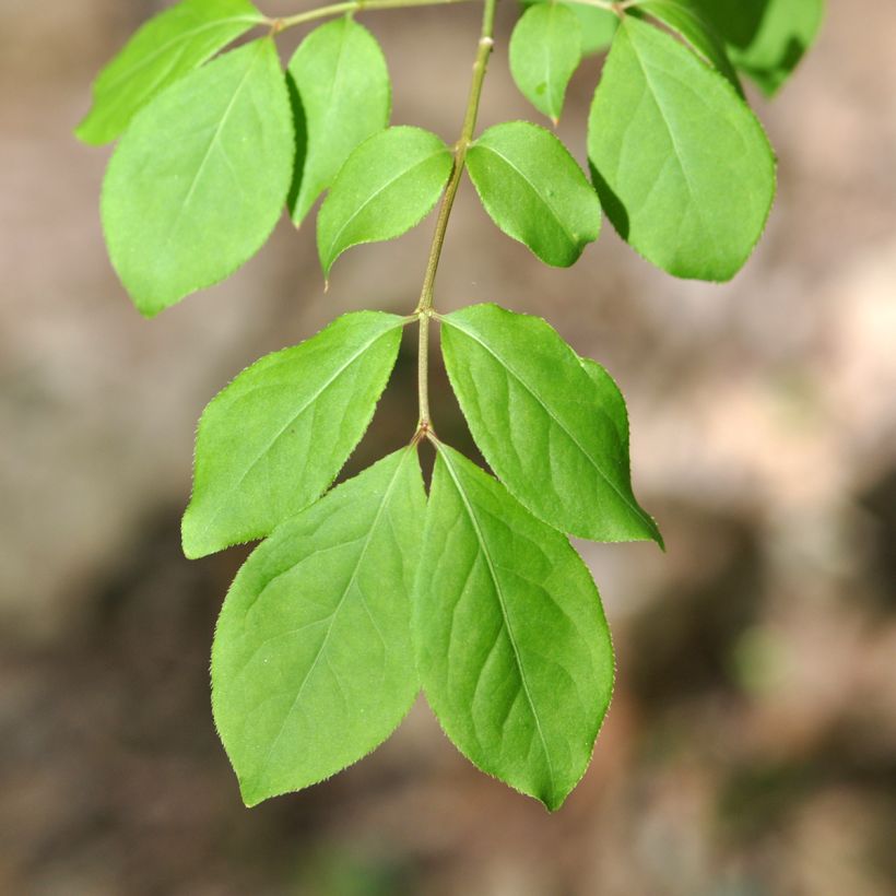 Euonymus oxyphyllus - Kardinaalsmuts (Foliage)