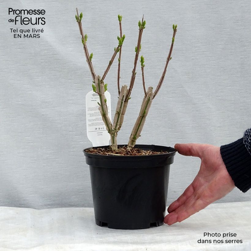 Exemplaar van Euonymus phellomanus - Kardinaalsmuts Pot van 2 l/3 l zoals geleverd in de lente