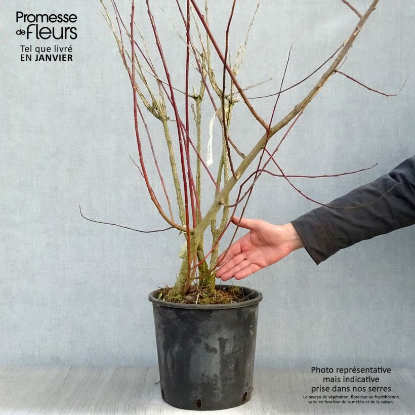 Example of Euonymus phellomanus - Fusain de Chine Pot van 12 l/15 l as you get in hiver