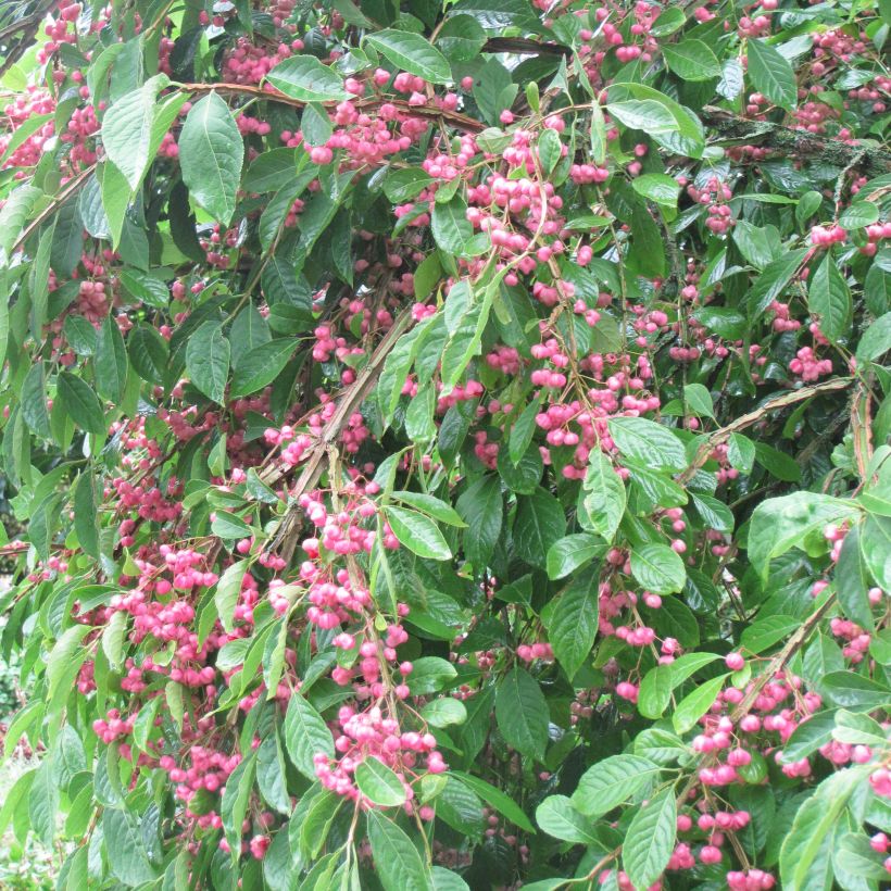Euonymus phellomanus - Kardinaalsmuts (Plant habit)