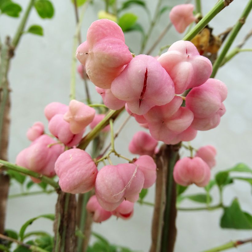 Euonymus phellomanus - Kardinaalsmuts (Harvest)