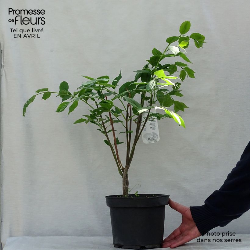 Exemplaar van Euonymus planipes - Kardinaalsmuts Pot van 2 l/3 l zoals geleverd in de lente