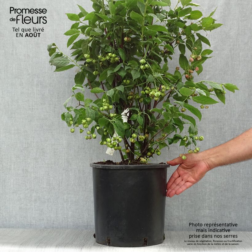 Exemplaar van Euonymus planipes - Kardinaalsmuts Pot van 12 l/15 l zoals geleverd in de zomer
