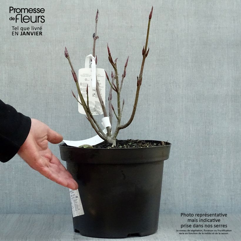 Example of Euonymus planipes - Fusain Pot van 7,5 l/10 l as you get in hiver