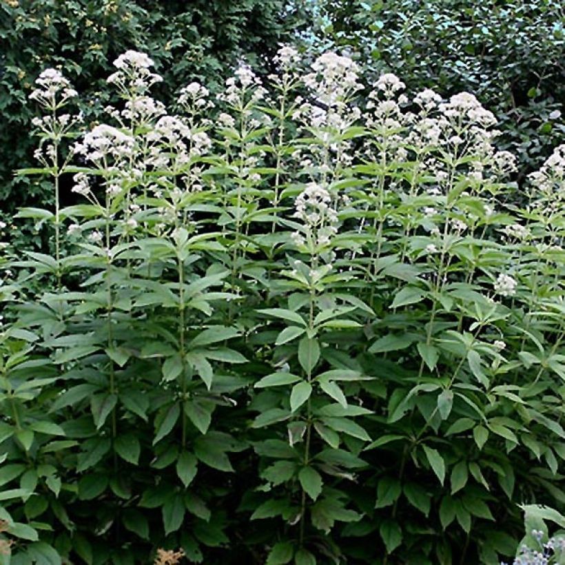 Eupatorium Bartered Bride - Leverkruid (Plant habit)