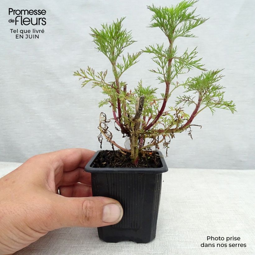 Exemplaar van Eupatorium Elegant Plume - Koninginnenkruid Kweekpotje van 8/9 cm zoals geleverd in de zomer