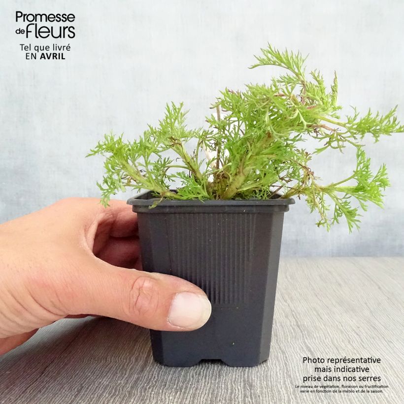 Exemplaar van Eupatorium Elegant Plume - Koninginnenkruid Kweekpotje van 8/9 cm zoals geleverd in de lente