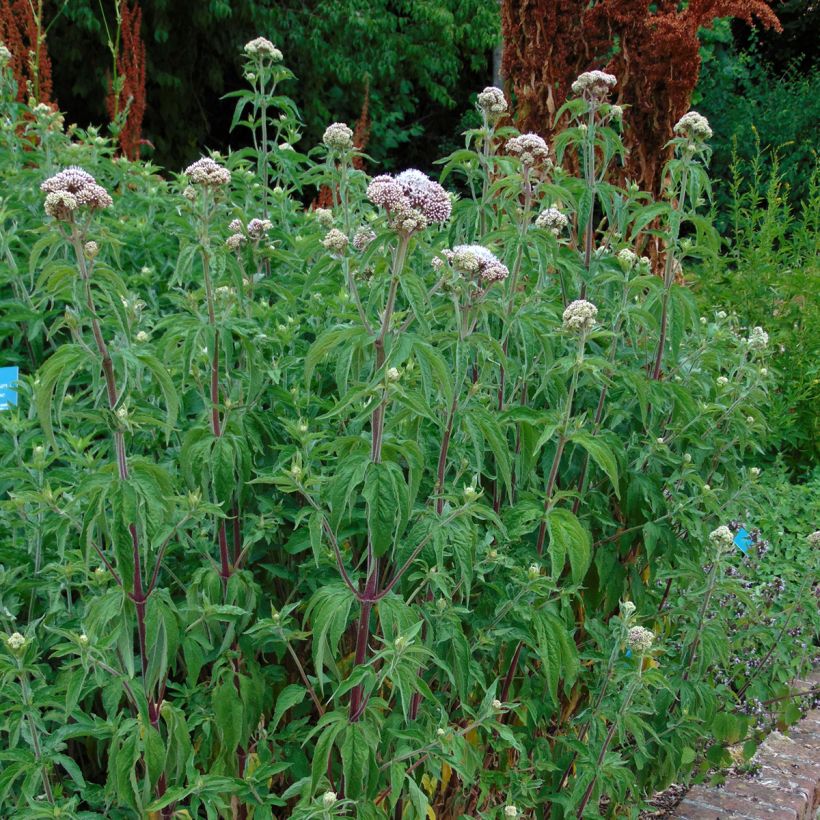 Eupatorium cannabinum Plenum - Koninginnekruid (Plant habit)