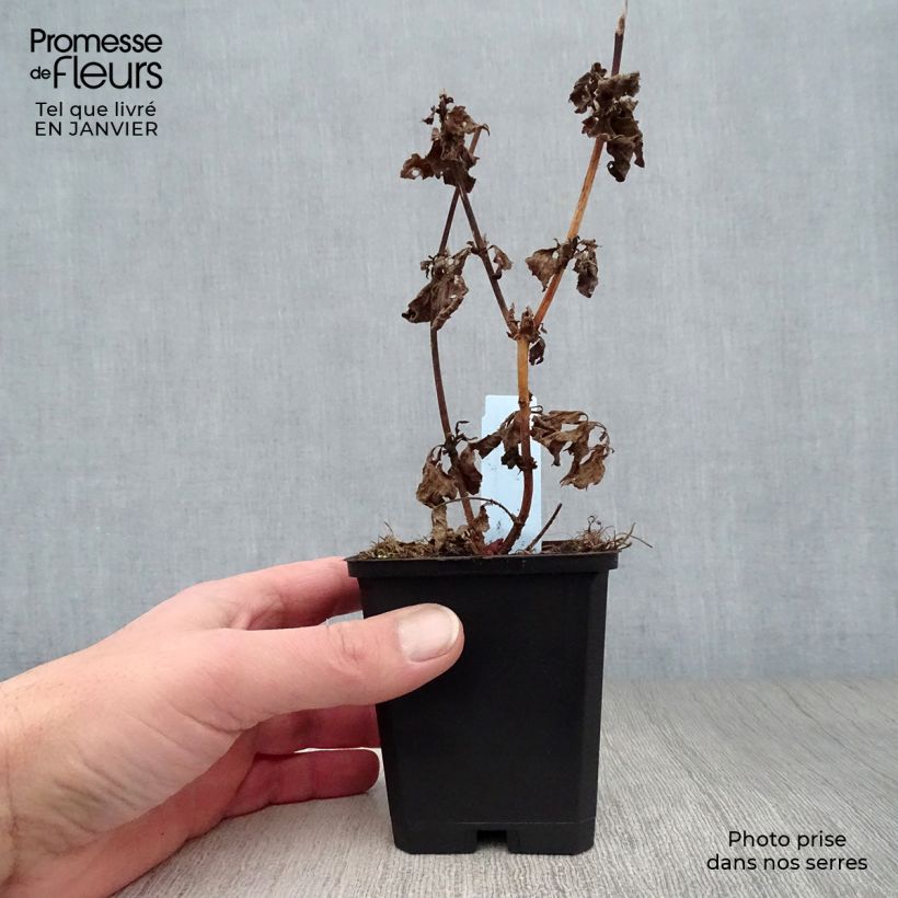 Example of Eupatorium cannabinum Plenum - Eupatoire Kweekpotje van 8/9 cm as you get in hiver