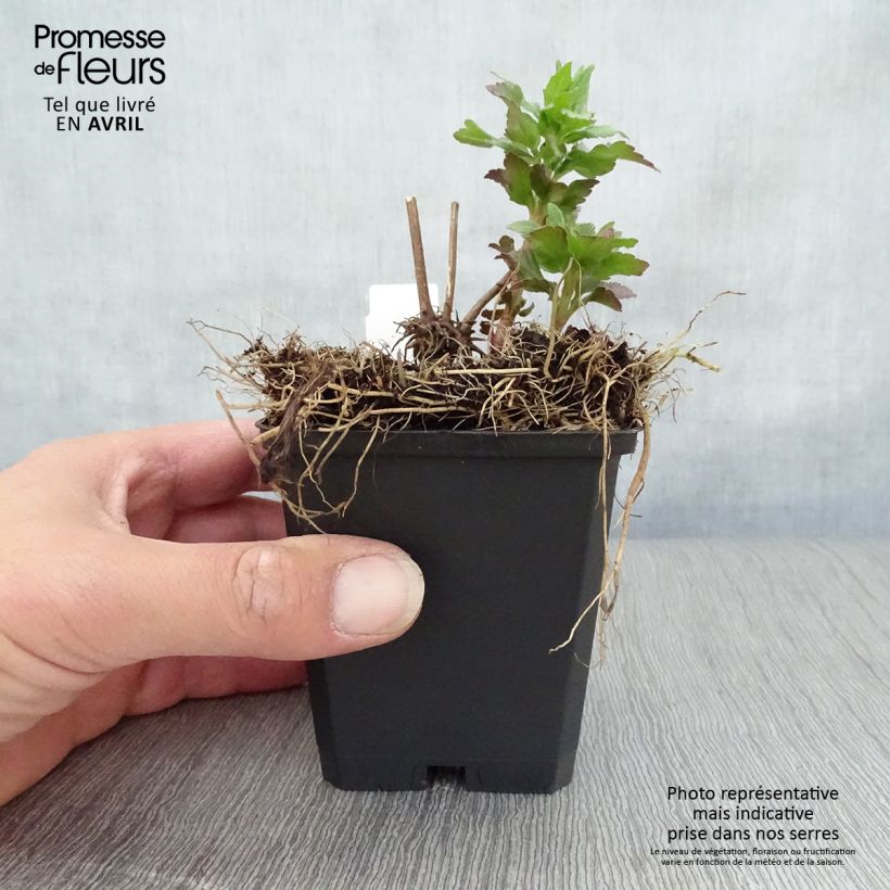 Exemplaar van Eupatorium cannabinum Plenum - Koninginnekruid Kweekpotje van 8/9 cm zoals geleverd in de lente