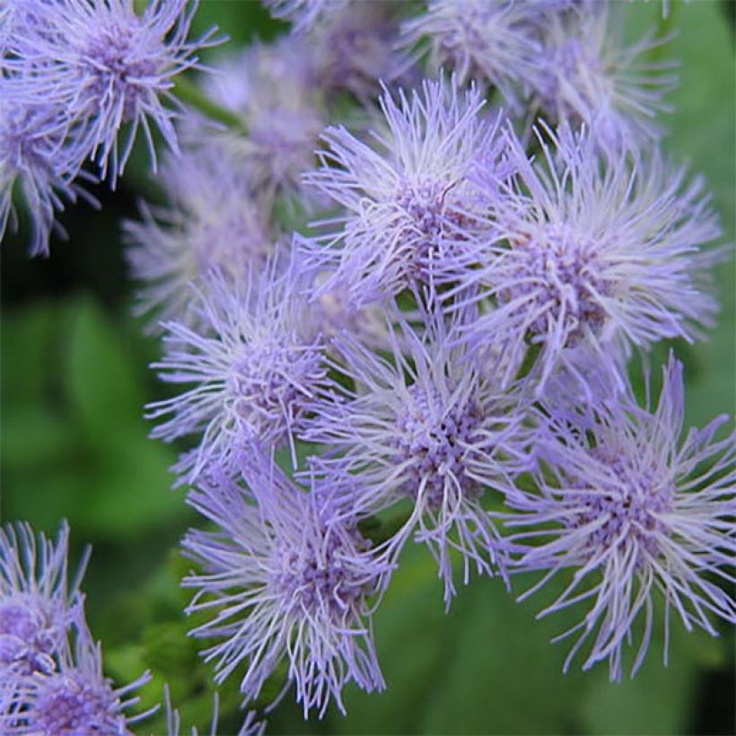 Eupatorium coelestinum - Leverkruid (Flowering)