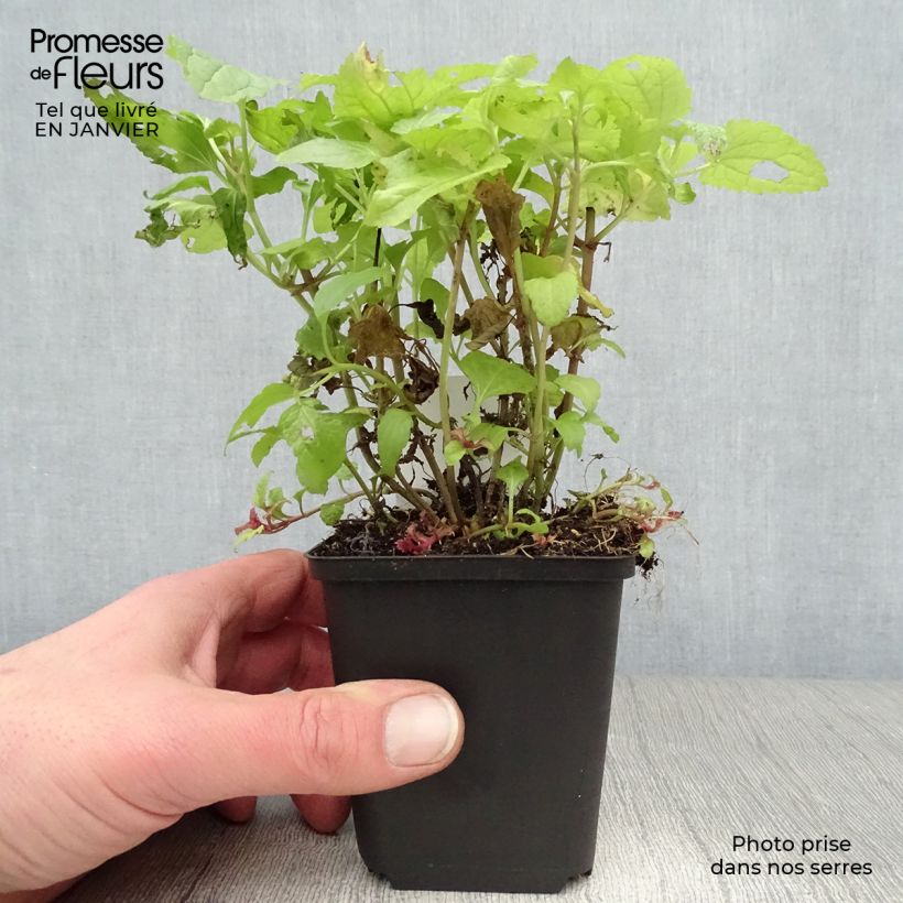 Example of Eupatorium coelestinum, Eupatoire Kweekpotje van 8/9 cm as you get in hiver