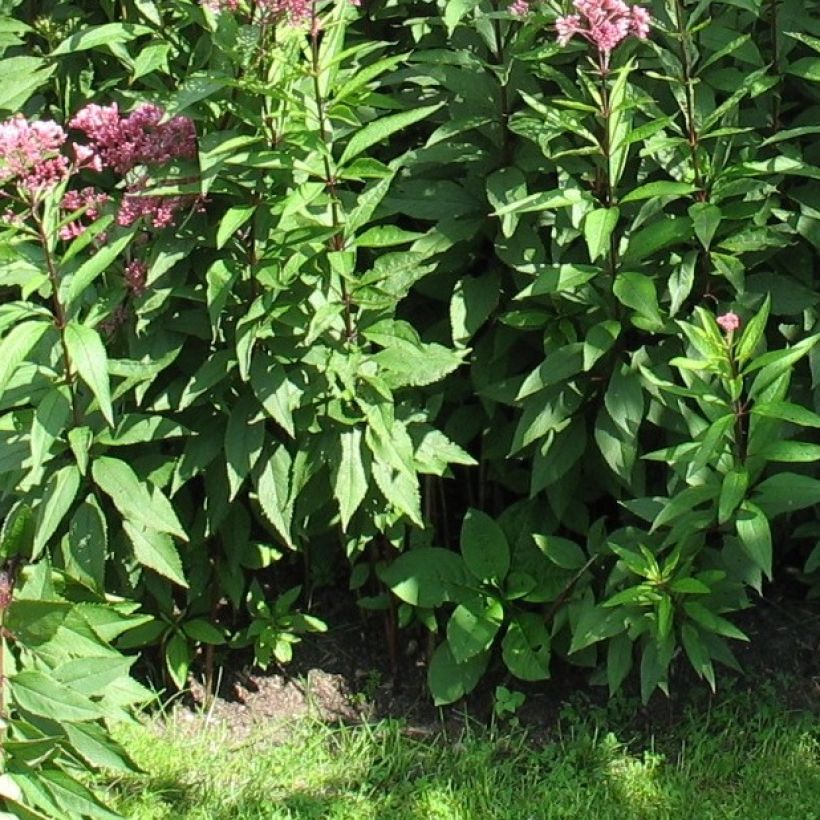 Eupatorium fistulosum Atropurpureum - Koninginnekruid (Blad)