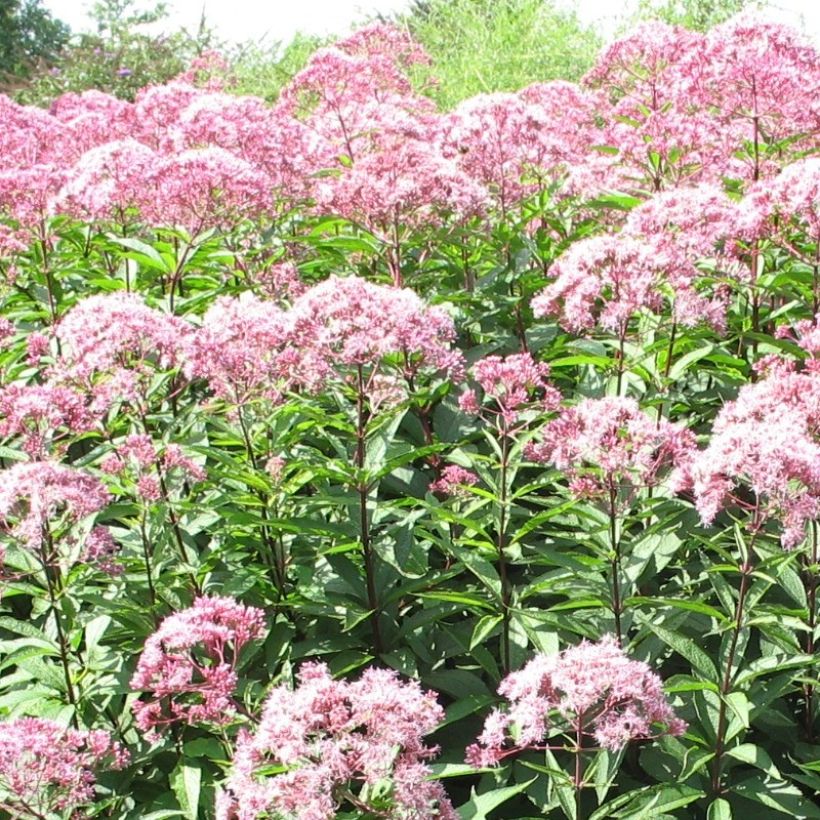 Eupatorium fistulosum Atropurpureum - Koninginnekruid (Bloei)