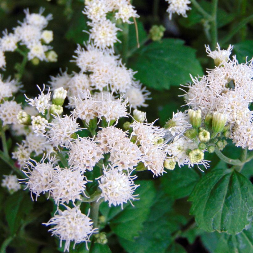 Eupatorium Lucky Melody - Koninginnekruid (Flowering)