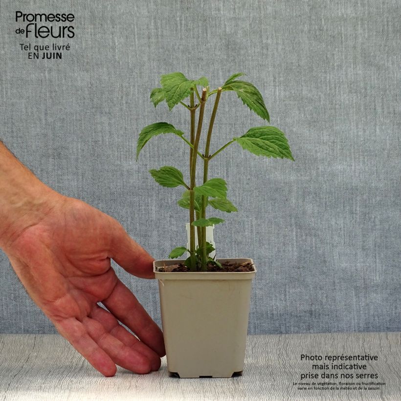 Exemplaar van Eupatorium Lucky Melody - Koninginnekruid Kweekpotje van 8/9 cm zoals geleverd in de zomer