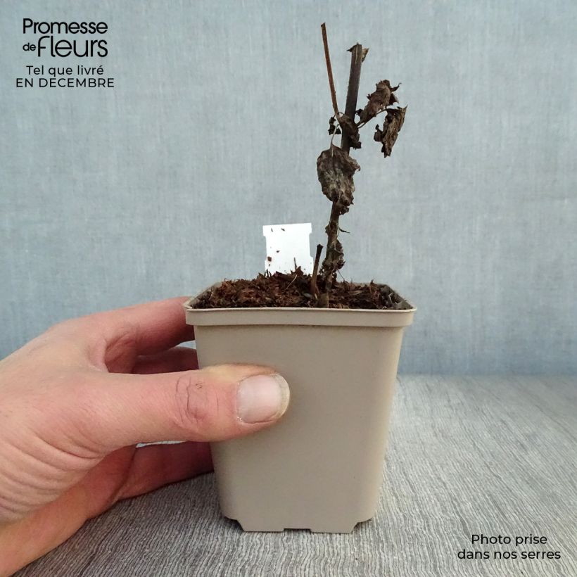 Example of Eupatorium  hybride Lucky Melody - Eupatoire Kweekpotje van 8/9 cm as you get in hiver