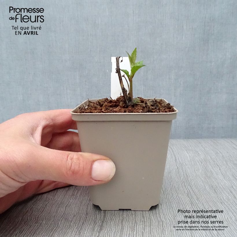 Exemplaar van Eupatorium Lucky Melody - Koninginnekruid Kweekpotje van 8/9 cm zoals geleverd in de lente