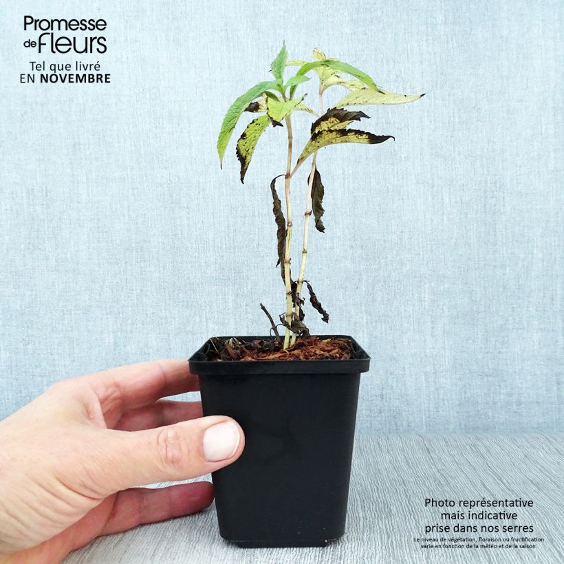 Exemplaar van Eupatorium maculatum Atropurpureum - Koninginnenkruid Kweekpotje van 8/9 cm zoals geleverd in de herfst