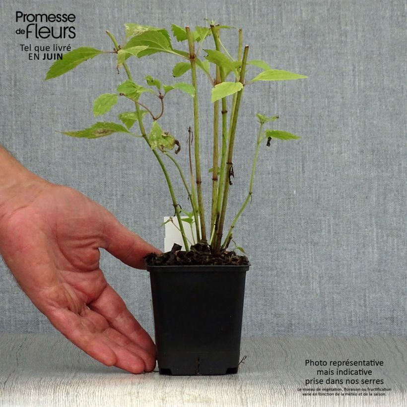 Exemplaar van Eupatorium maculatum Atropurpureum - Koninginnenkruid Kweekpotje van 8/9 cm zoals geleverd in de zomer
