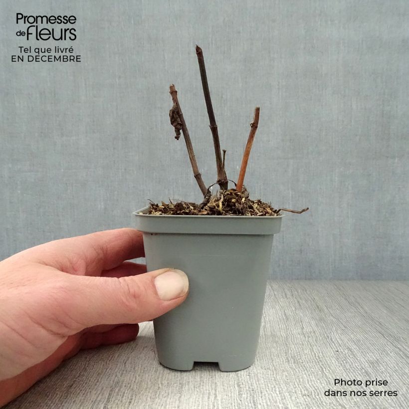 Example of Eupatorium maculatum Atropurpureum - Koninginnenkruid Kweekpotje van 8/9 cm as you get in hiver