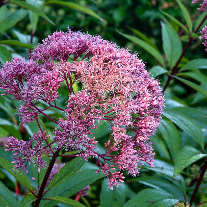 Eupatorium maculatum Atropurpureum - Koninginnenkruid (Bloei)