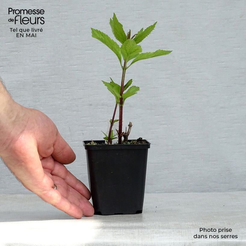 Exemplaar van Eupatorium maculatum Phantom - Koninginnenkruid Kweekpotje van 8/9 cm zoals geleverd in de lente